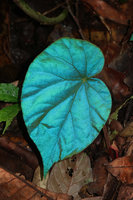 Begonia pavonina, fully bright blue iridescent leaf under perpendicular flash light,  Cameron Highlands, Malaysia