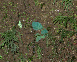 Begonia pavonina, blue iridescent seedling on vertical seeping rock among mosses and filmy ferns, Cameron Highlands, Malaysia