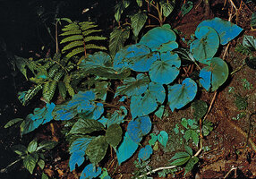 Begonia pavonina, blue leaf iridescence, Cameron Highlands, Malaysia