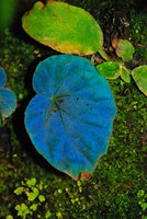 Begonia pavonina, bright blue iridescence