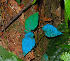 Begonia pavonina, bright blue iridescence, maybe an aposematic or repulsive color for herbivores, Cameron Highlands, Malaisie