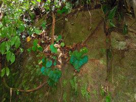 Begonia pavonina, dehydrated individuals on a vertical rock during the 2014 El Nino event, Cameron Highlands, Malaysia
