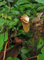 Begonia pavonina, dry recurved capsular fruit allowing rain splash dispersal of seeds germinating with success only on bare rocks, Cameron Highlands, Malaysia
