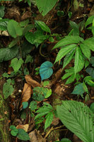 Begonia pavonina in habitat, blue iridescent leaf without flash light, Cameron Highlands, Malaysia