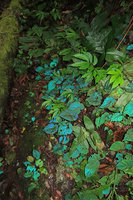 Begonia pavonina in habitat, photo with flash light, Cameron Highlands, Malaysia