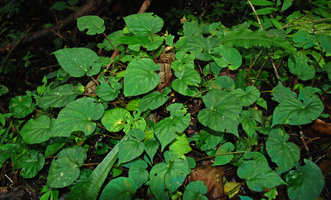 Begonia pavonina, non iridescent leaves due to wide angle between incident light and camera axis, Cameron Highlands, Malaysia