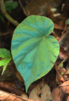 Begonia pavonina, partial blue iridescent leaf under near perpendicular flash light,  Cameron Highlands, Malaysia