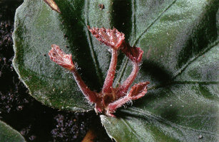 Begonia pavonina, plantlets arising at junction between petiole and blade, giving large vegetative populations on forest floor,  Cameron Highlands, Malaysia