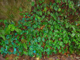 Begonia pavonina population, Cameron Highlands, Malaysia