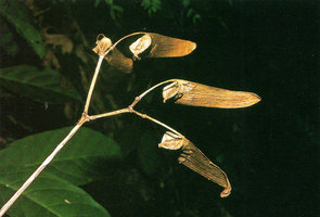 Begonia pedatifida, one large accrescent wing of the capsule allowing incensory wind dispersal of the dust seeds, Doi Inthanon, Thailand