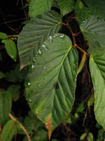 Begonia peruviana, water excreted through hydathodes at the periphery of the leaf blade, early morning, Manu NP, 2000 m, Peru