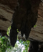 Begonia phutthaii, translucent leaves on a seeping stalactite hanging from the cave ceiling, Tham Lod Cave, Pang Mapha, Thailand