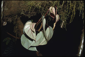 Begonia poculifera, epiphyte at 1000 m, Mount Cameroon