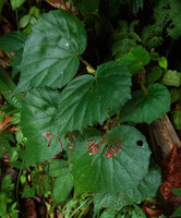 Begonia postarii, adult plant with old branched inflorescences bearing small male flowers, Danum Valley, Sabah, Borneo