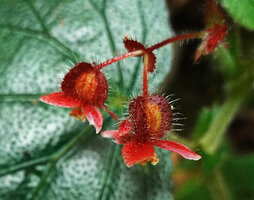Begonia postarii, bracts, tepals and ovary covered with stiff erect hairs, Danum Valley, Sabah, Borneo