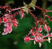 Begonia postarii, male part of inflorescence with erect stiff hairs on peduncles and outer face of tepals, Danum Valley, Sabah, Borneo