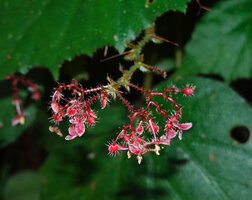 Begonia postarii, much branched male part of inflorescence with erect stiff hairs on peduncles and tepals, Danum Valley, Sabah, Borneo
