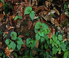 Begonia postarii, young plants on vertical earth bank, Danum Valley, Sabah, Borneo