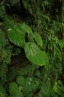 Begonia potamophila and B. montis elephantis growing together on vertical seeping schist cliff, Mont des Elephants, Kribi, Cameroon