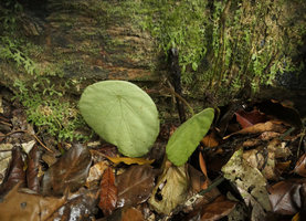 Begonia potamophila on vertical mossy rock, Mt Elephant, Kribi, Cameroun