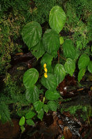 Begonia potamophila on vertical seeping schist cliff, the leaves permanently wet, Mont des Elephants, Kribi, Cameroon