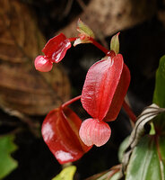 Begonia prasinimarginata, bright rosy red long ovary, Danum Valley, Sabah, Borneo