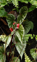 Begonia prasinimarginata, small flowering individual with silver edged leaves, Danum Valley, Sabah, Borneo