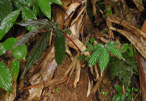 Begonia procridifolia, brown anthocyanic form and form with bright white refringent spots growing side by side on earth slope, Punyaban waterfall, Ranong, Thailand