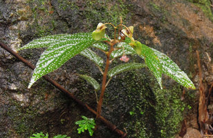 Begonia procridifolia, flowering and fruiting individual, Punyaban waterfall, Ranong, Thailand