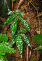 Begonia procridifolia, individual with bright white refringent spots, Punyaban waterfall, Ranong, Thailand