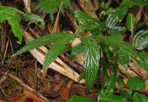 Begonia procridifolia, individual with faint white refringent spots, Punyaban waterfall, Ranong, Thailand