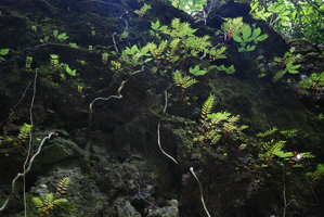 Begonia pteridiformis and Argostemma rotundicalyx on a vertical limestone cliff, Khao Sok, Thailande