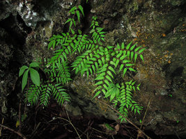 Begonia pteridiformis and Argostemma rotundicalyx on vertical perhumid limestone shaded rock, Khao Sok NP, Thailand