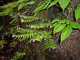 Begonia pteridiformis and Argostemma rotundicalyx, two species with annual stems emrging from a small tuber deeply fixed in limestone fissures, 1st Sept. 2006, Khao Sok NP, Thailand