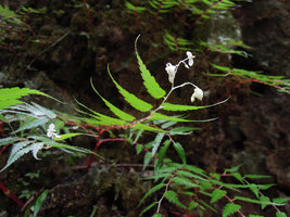 Begonia pteridiformis, apical inflorescence at the end of the annual leafy shoot, Khao Sok NP, Thailand