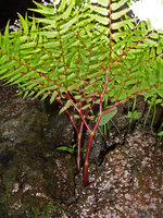 Begonia pteridiformis, aqueous or hydrostatic squeleton annual stems, Khao Sok, Thailand