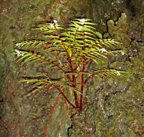 Begonia pteridiformis, aqueous or hydrostatic squeleton annual stems with tuberous base in limestone rock, Khao Sok, Thailand