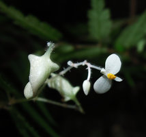 Begonia pteridiformis female and male flowers, Khao Sok NP, Thailand