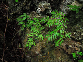 Begonia pteridiformis in the monsoon season, Khao Sok NP, Thailand