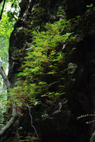 Begonia pteridiformis, population on vertical limestone cliff, Khao Sok, Thailande