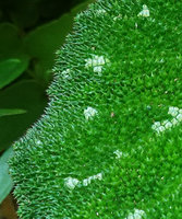 Begonia pustulata, densely bullate leaf adaxial surface, each conical emergence ending in a stiff hair, Cubilhuitz, Alta Verapaz, Guatemala