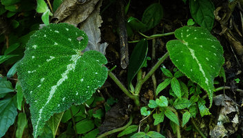 Begonia pustulata, invividual with silver dots and line along the midrib, Cubilhuitz, Alta Verapaz, Guatemala