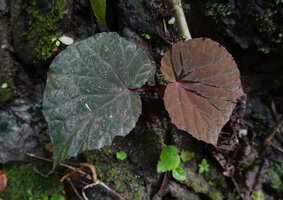 Begonia rieckei, brown anthocyanic form with shiny velvety leaves, Uraur, Kairatu, Seram, Moluccas