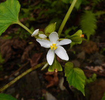 Begonia rieckei, five tepaled female flower and maturing fruits, Uraur, Kairatu, Seram, Moluccas