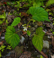 Begonia rieckei, flowering individual, Uraur, Kairatu, Seram, Moluccas