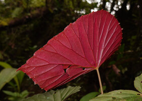Begonia rieckei, red anthocyanic abaxial leaf surface and dentate hydatherous margin, Manusela NP, 800 m asl, Seram, Moluccas