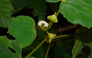 Begonia rieckei, two maturing fruits and male flowers emerging from the protective bracts, Uraur, Kairatu, Seram, Moluccas