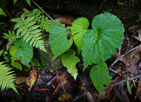 Begonia rieckei,  Waai waterfall, Ambon, Moluccas