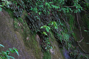 Begonia riparia, dense population, mostly brown individuals, on a vertical mossy rock, Sanje waterfall, Udzungwa NP, 600 m asl, Tanzania