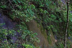 Begonia riparia, dense population on a large vertical mossy rock, Sanje waterfall, Udzungwa NP, 600 m asl, Tanzania
